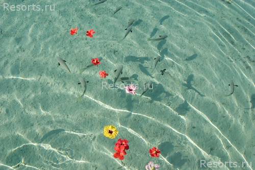 InterContinental Resort & Thalasso Spa Bora Bora 35
